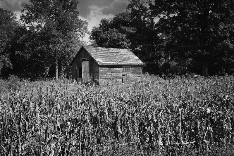 in-the-cornfield