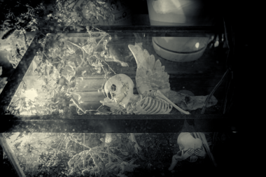 Wednesday Addams' Terrarium