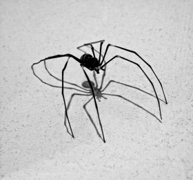 Glassus Spiderii