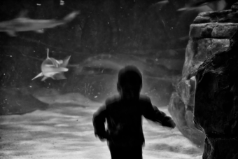 Shark Run