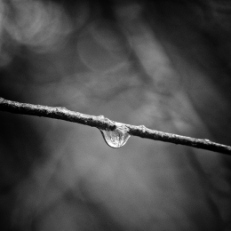 Forest in Macrocosm