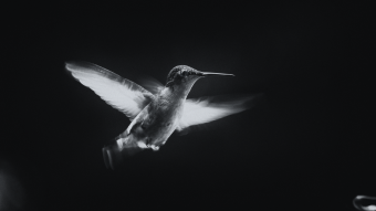 Ephemeral Flight