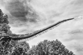 Tail of the Beast
